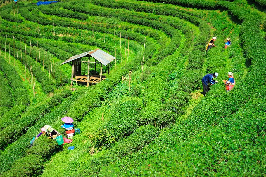 tea plantations, garden, nature, chiang mai thailand, autumn leaves, HD wallpaper