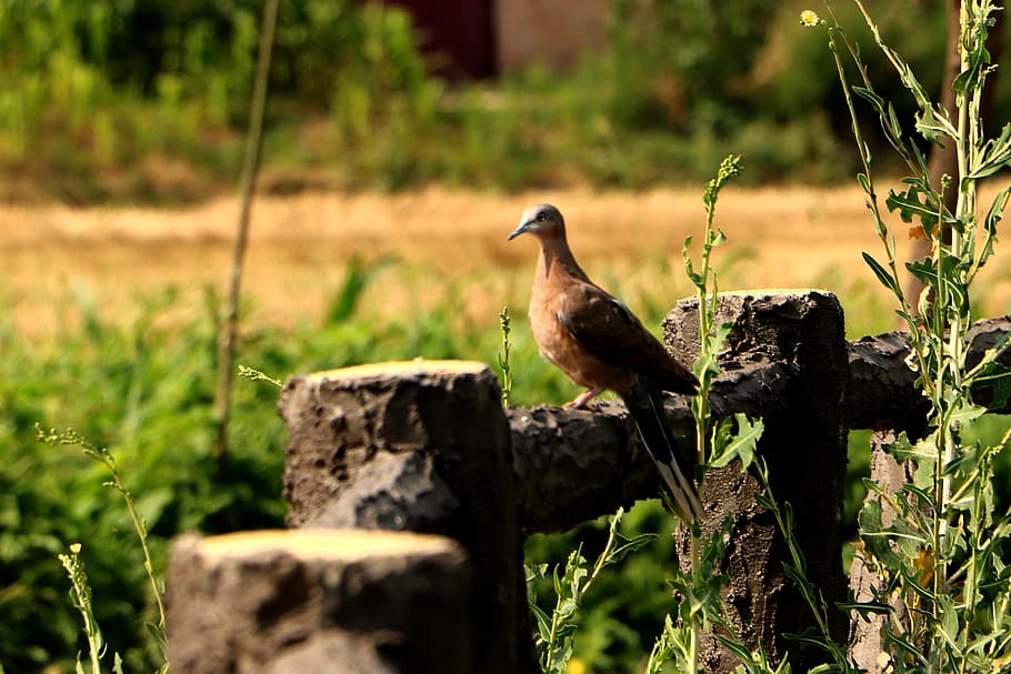 china, pet, bird, animals in the wild, vertebrate, one animal HD wallpaper