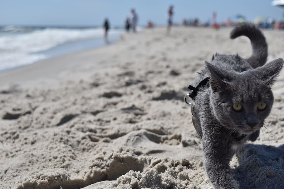 cat, beach, water, ocean, cute, animal, sand, mammal, wild HD wallpaper