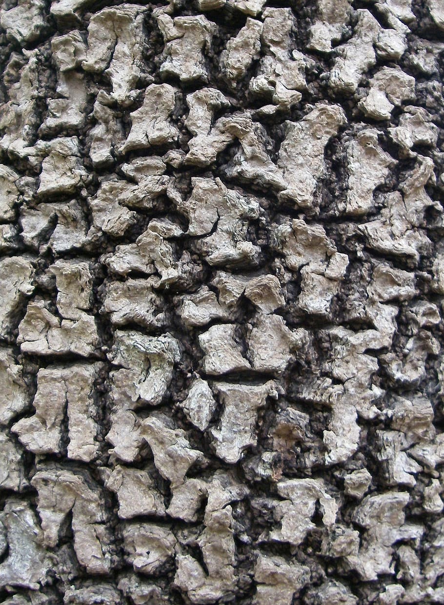 bark, tree, mangrove, pattern, wood, nature, weave, close up HD wallpaper