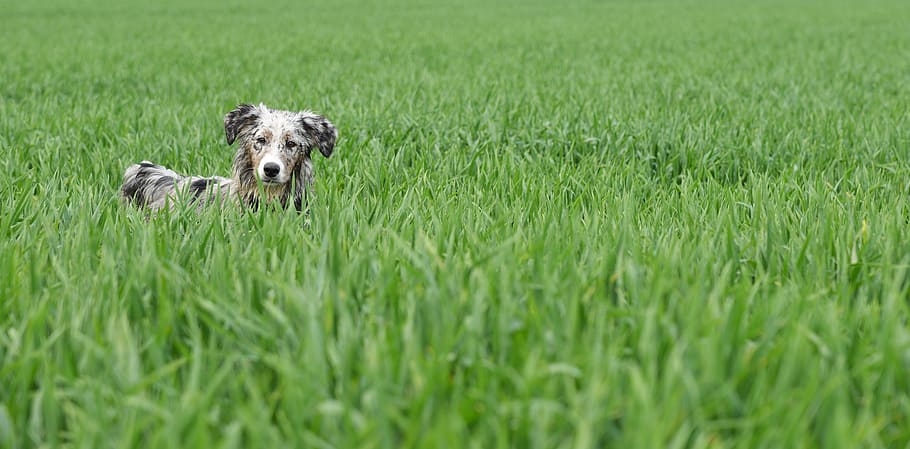 brown dog on green grass field during daytime, meadow, play HD wallpaper