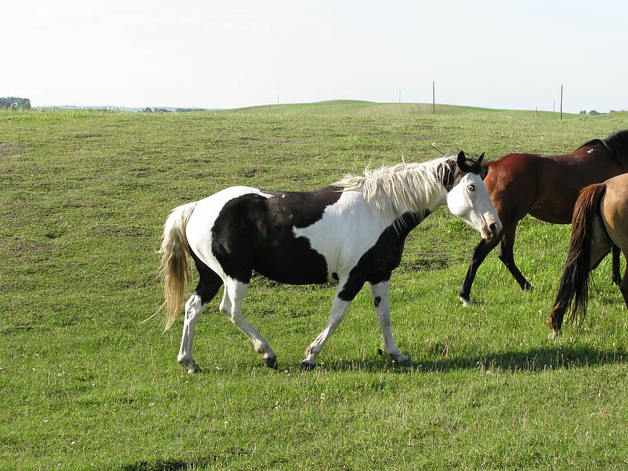 horse, ranch, pasture, domestic, domestic animals, mammal, livestock HD wallpaper