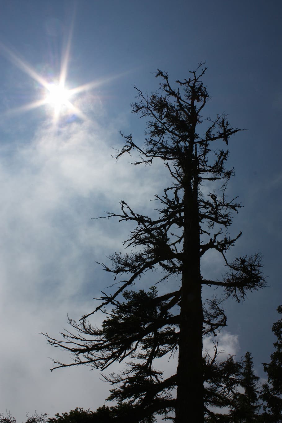tree, sun, cloud humor, drop shadow, blue sky, shiny, plant HD wallpaper