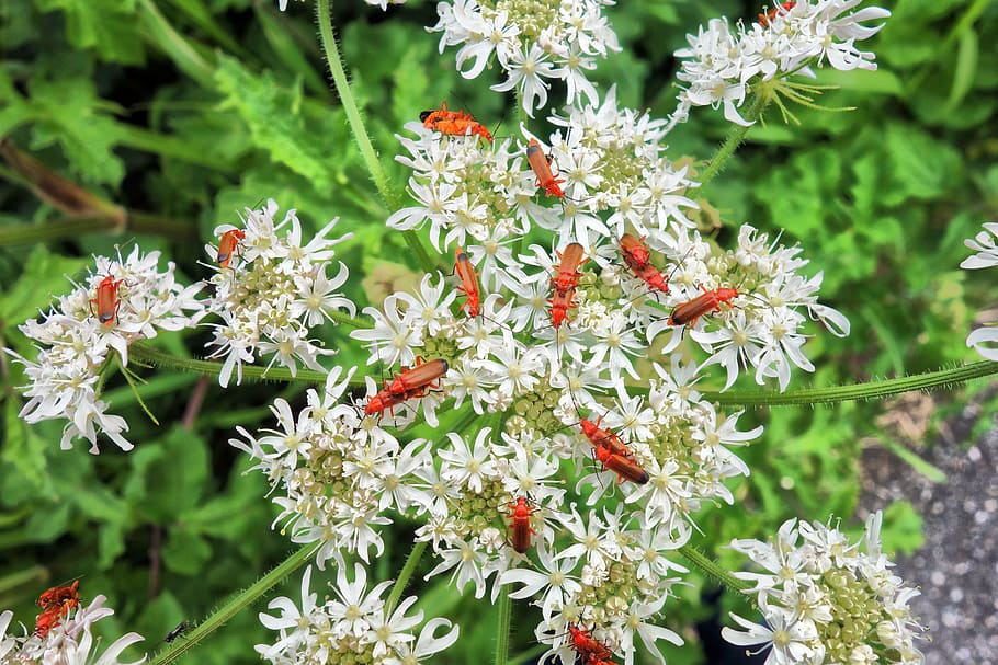 insect, beetle, red soldier beetle, mating, mating beetles HD wallpaper