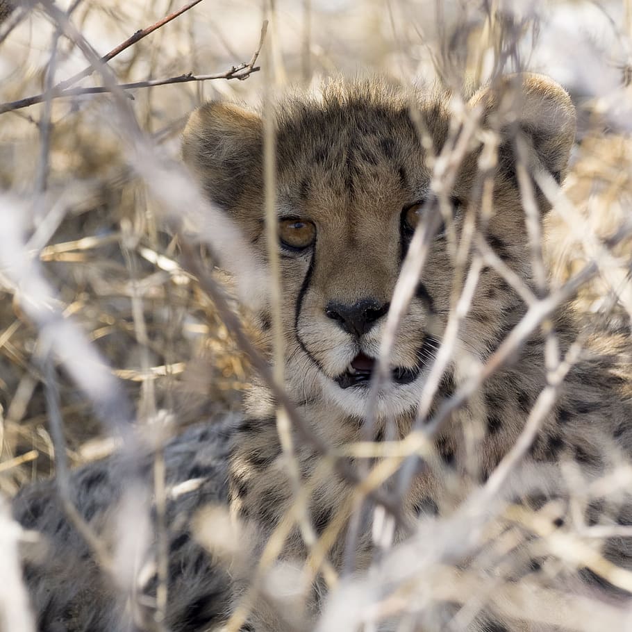cheetah, safari, namibia, predator, cat, animal, nature, big cat HD wallpaper