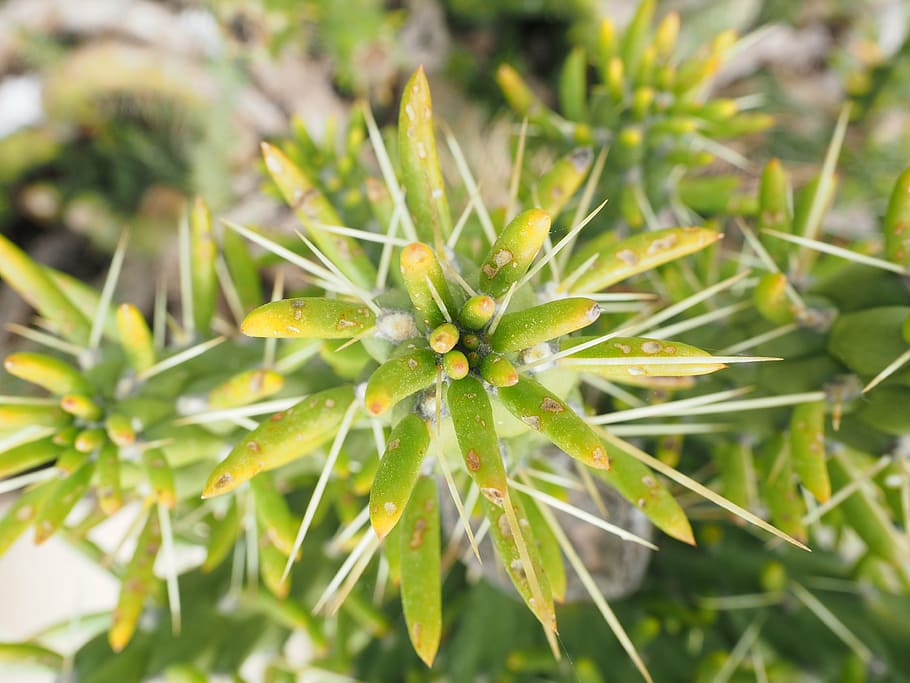 cactus, opuntia, engine, foliation, green, austrocylindropuntia subulata HD wallpaper