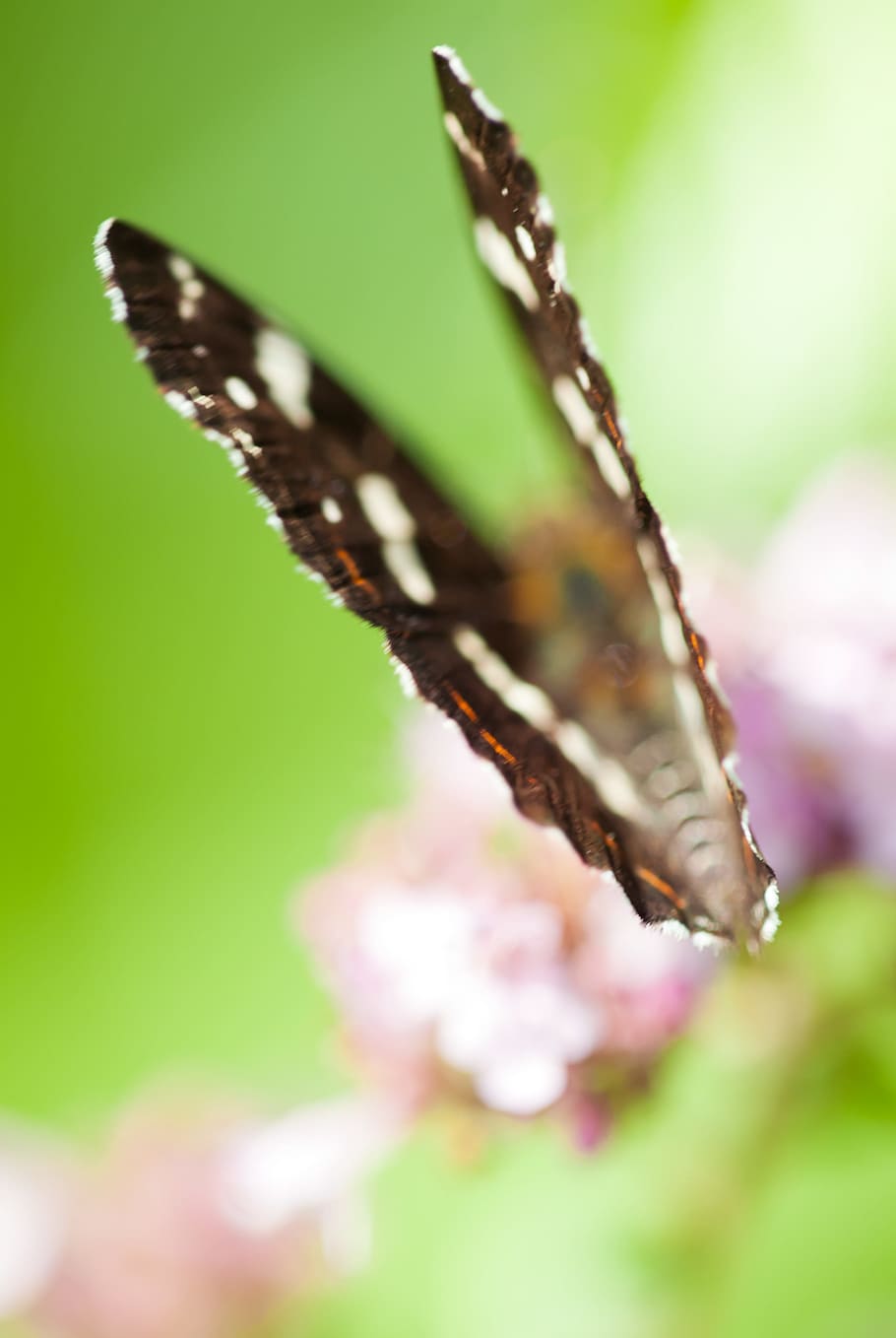 butterfly, defocussieren, insect, one animal, animal themes HD wallpaper
