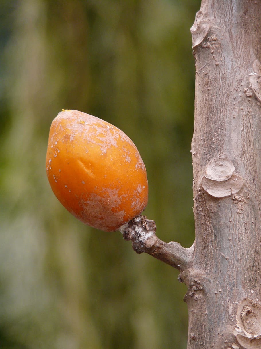 fruit, tropical, orange, tree, exotic, focus on foreground HD wallpaper