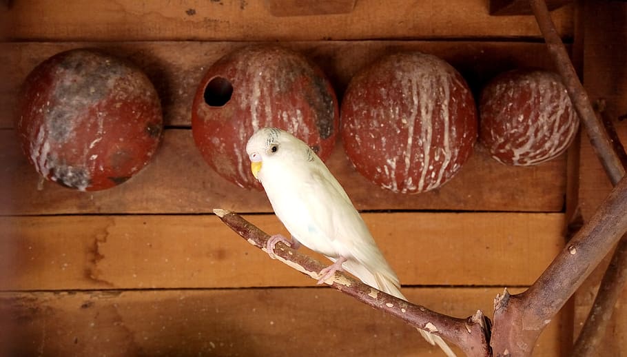 nature, bird, parrot, animal themes, vertebrate, animal wildlife HD wallpaper