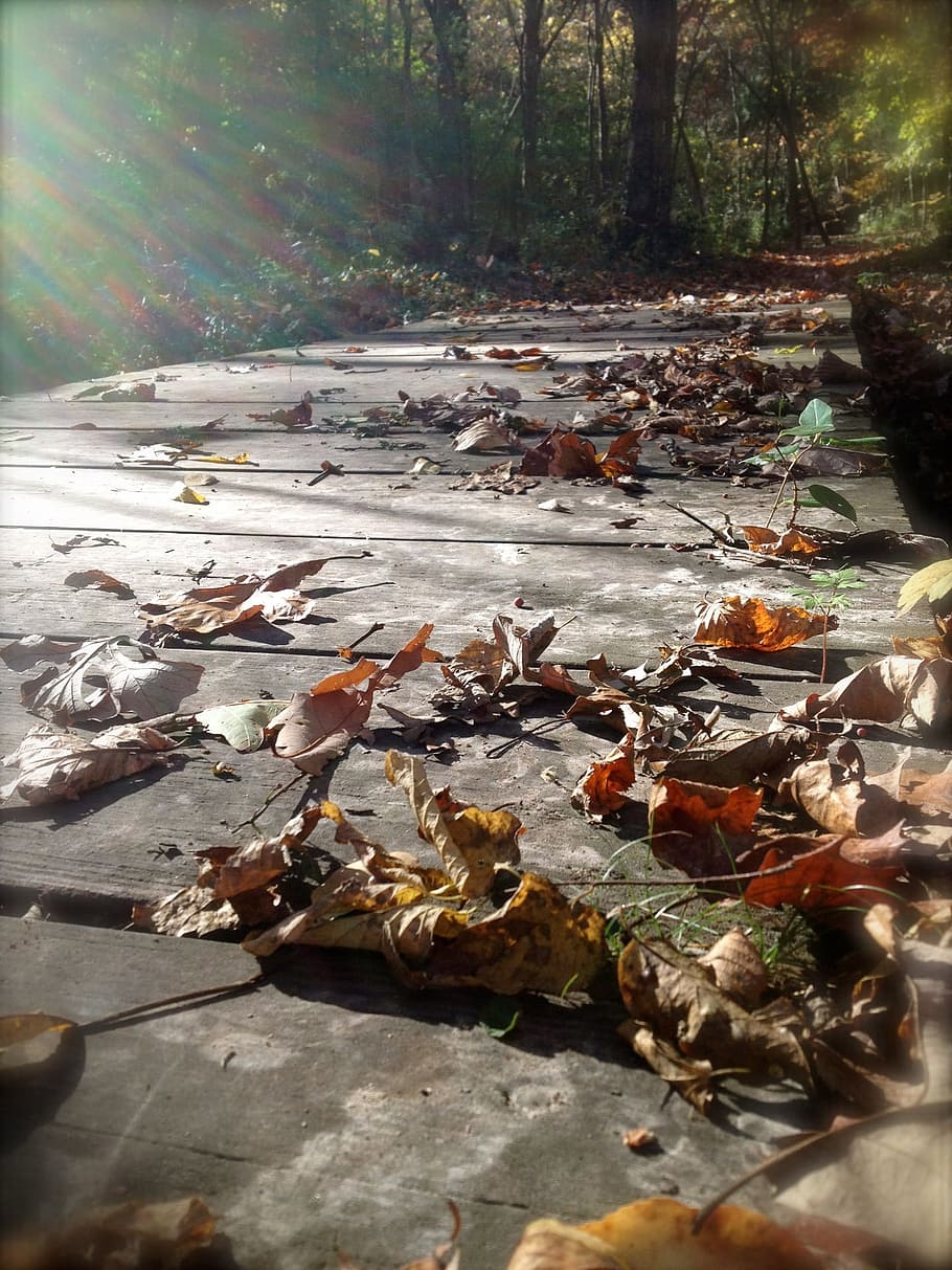 Path, Bridge, Autumn Leaves, Forest, wood, footpath, pathway HD wallpaper