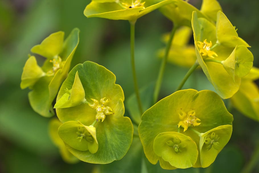 flower, yellow, macro, close, spring, spurge, nature, leaf HD wallpaper