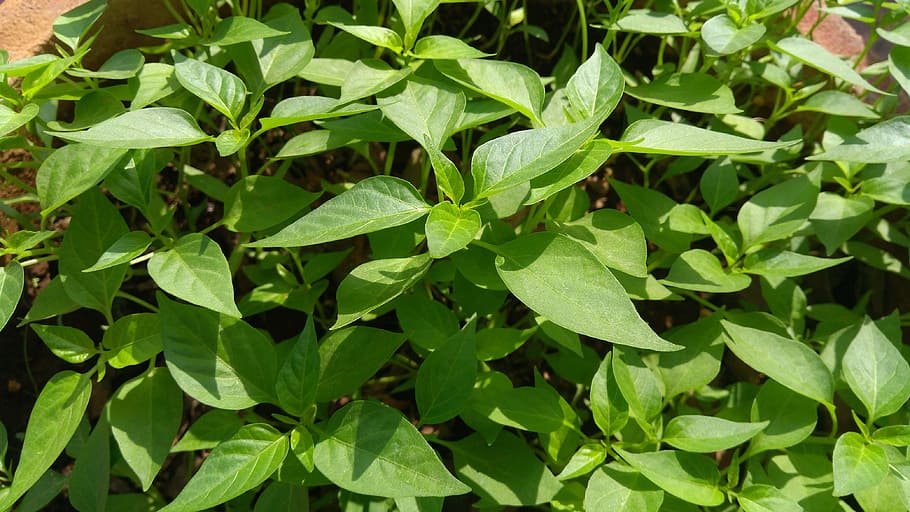 leaf, flora, nature, growth, spice, plant part, green color HD wallpaper
