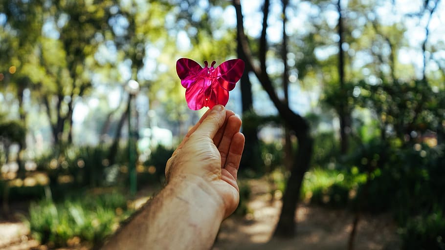 butterfly, hand, arm, trees, nature, pink butterfly, grass HD wallpaper