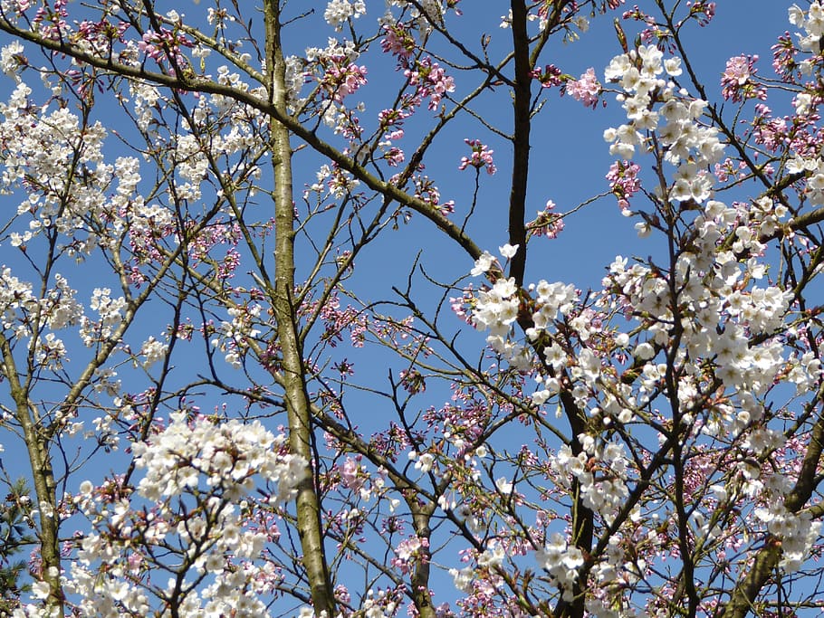 spring, blossom, sky, low angle view, tree, plant, flowering plant HD wallpaper