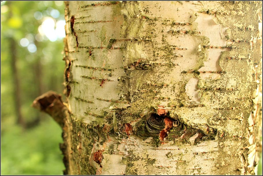 the bark, birch, white, tree, forest, green, closeup, clear HD wallpaper