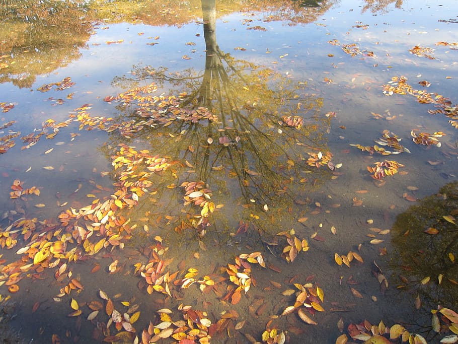 autumn, leaves, floating, fall leaves, reflection, water, color HD wallpaper