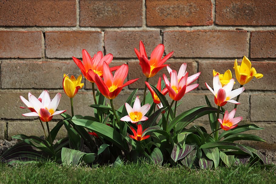 red and yellow petaled flowers, bloom, blossom, bud, bunch HD wallpaper
