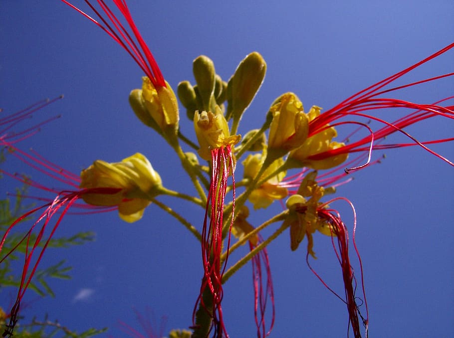 sky, blossom, bloom, plant, flower, nature, sky blue, partly cloudy HD wallpaper