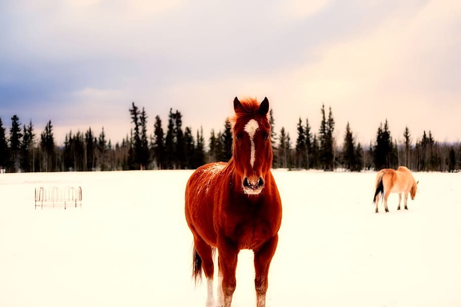 Canada, Winter, Snow, Ponies, Horses, animals, landscape, forest HD wallpaper
