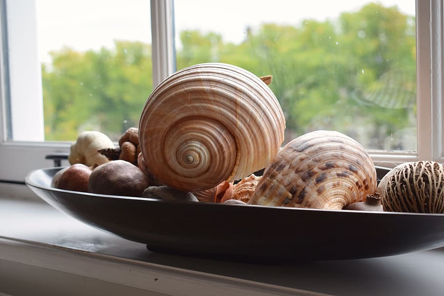 seashell, decoration, window sill, pattern, texture, food, food and drink HD wallpaper