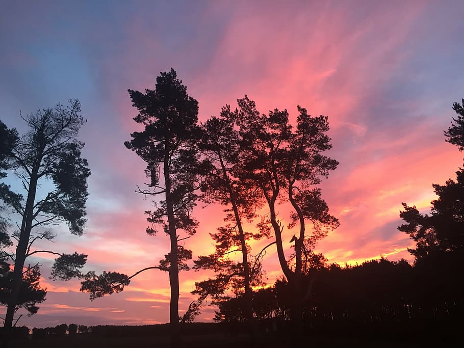 trees, colourful sky, bright, sunset, silhouette, pink sky HD wallpaper
