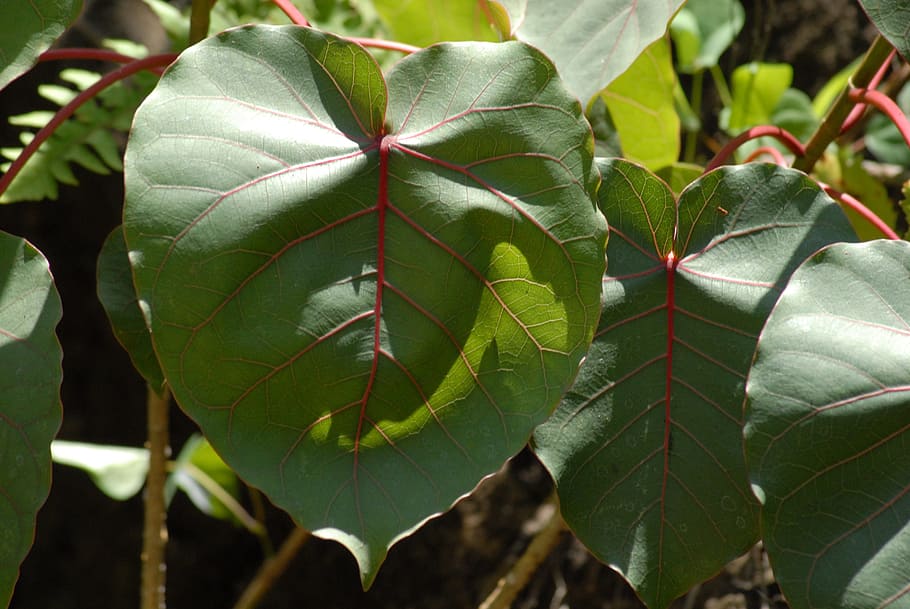 leaf, flora, plant, plant part, growth, green color, close-up HD wallpaper