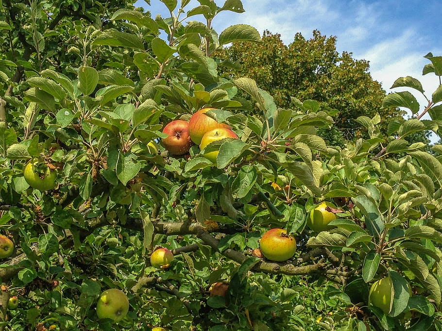 apple tree, summer, healthy, vitamins, fruit, frisch, harvest HD wallpaper