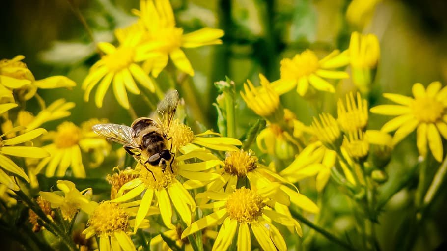 bee, insect, close, macro, flower, honey, yellow, green, animals wildlife HD wallpaper