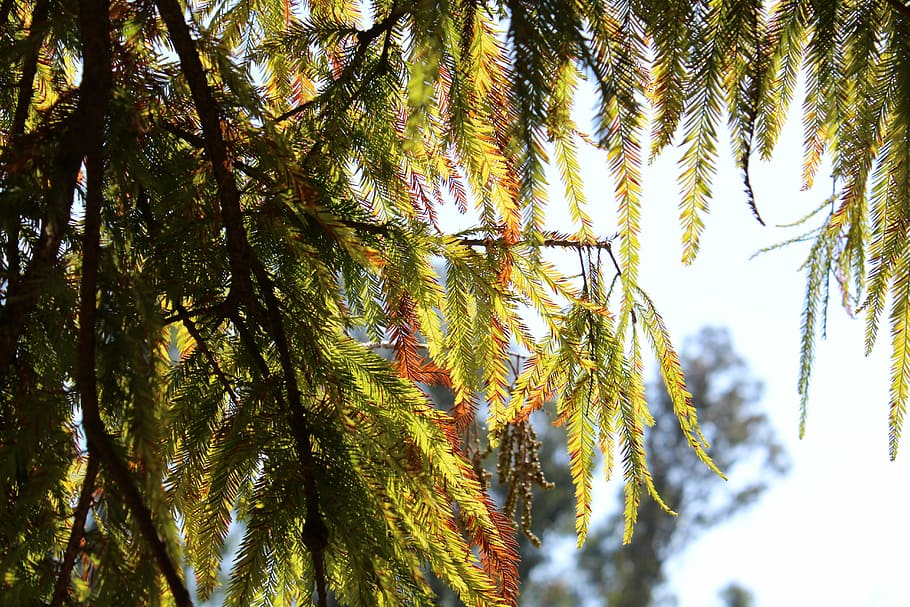 tree, leaves, plant, forest, green, growth, beauty in nature HD wallpaper