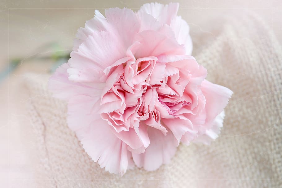 pink carnation flower on white cloth, blossom, bloom, carnation pink HD wallpaper