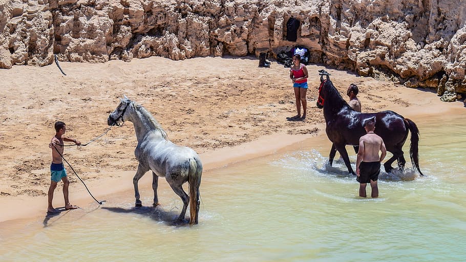 Horses, Bath, Beach, taking bath, bathing, refreshing, heat HD wallpaper