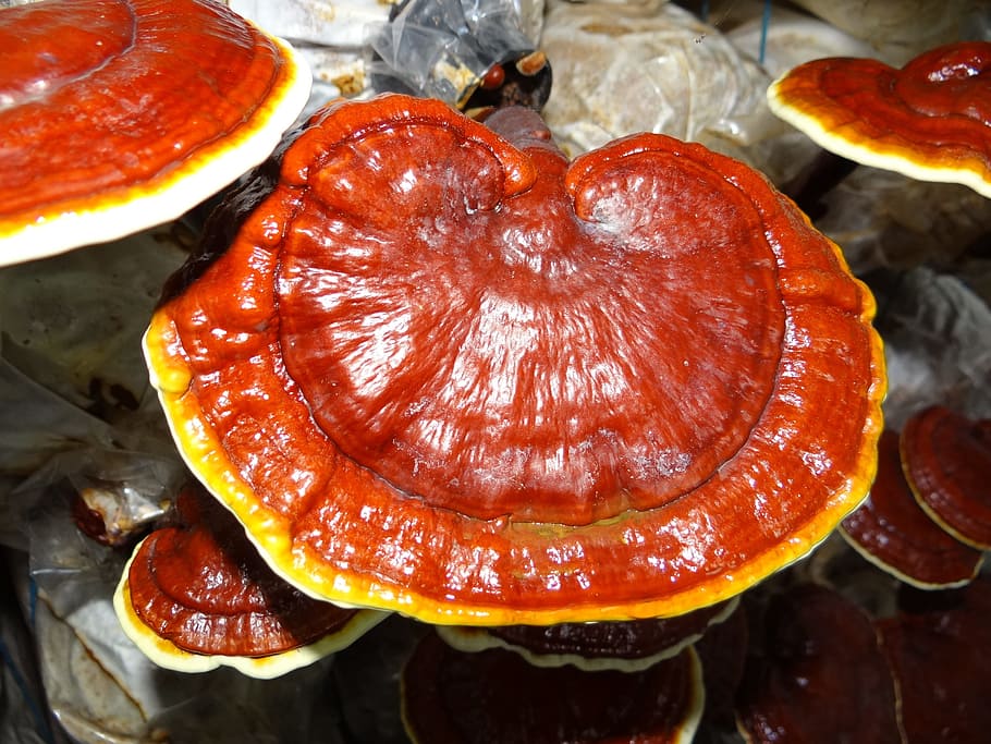 Ganoderma, Medicinal Mushrooms, lingzhi mushroom, food, food and drink, HD wallpaper