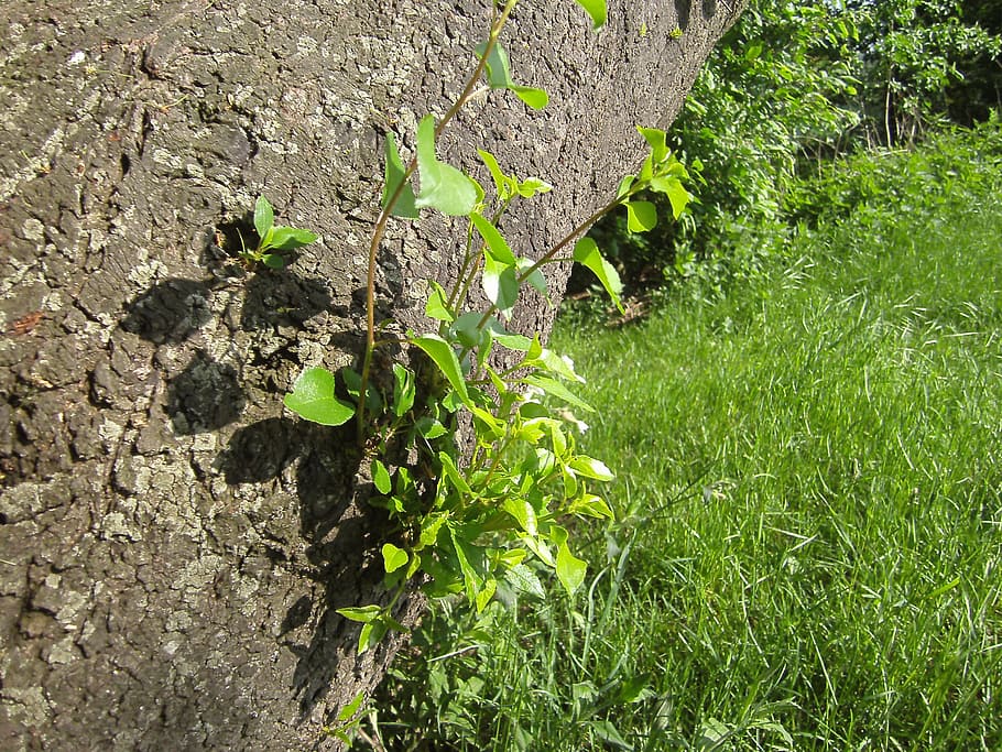 hope, growth, live, plant, green color, plant part, leaf, nature HD wallpaper