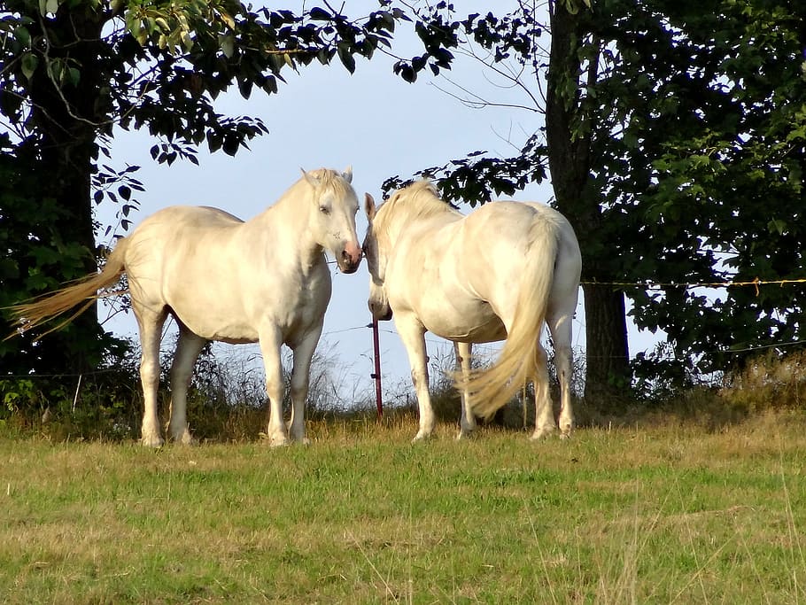 horse, pasture, trees, coupling, white, plant, field, animal HD wallpaper