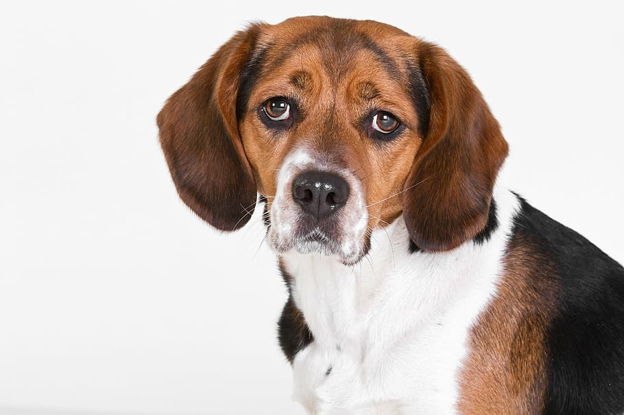 short-coated tricolor dog, beagle, portrait, cute, floppy ears HD wallpaper