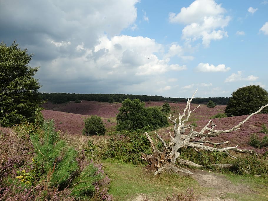 Hei, Nature, Tree, Heide, wide, netherlands, field, landscape HD wallpaper
