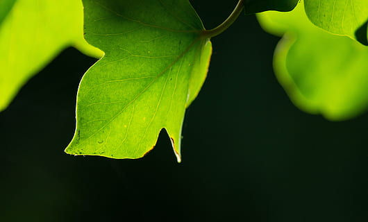 leaf, green, background, ranke, entwine, plant, leaves, green leaf HD wallpaper