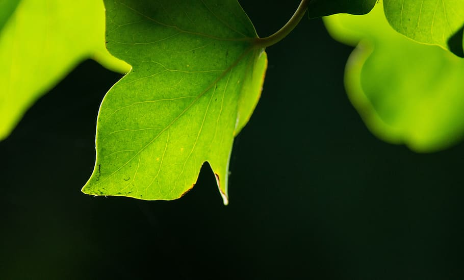 leaf, green, background, ranke, entwine, plant, leaves, green leaf HD wallpaper