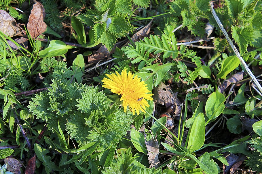dandelion, blossom, bloom, yellow, flower, taraxacum officinale HD wallpaper