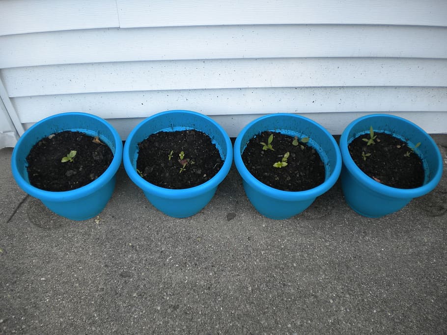 plants, pots, herbs, potted plant, growth, day, nature, no people HD wallpaper