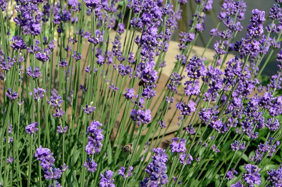 lavender, flowers, violet, summer, lavender flower, nature HD wallpaper