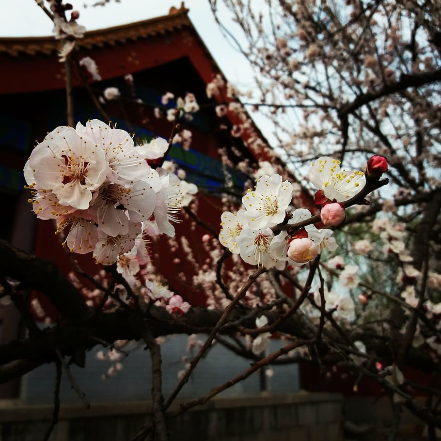 flower, plum blossom, spring, flowering plant, fragility, freshness HD wallpaper