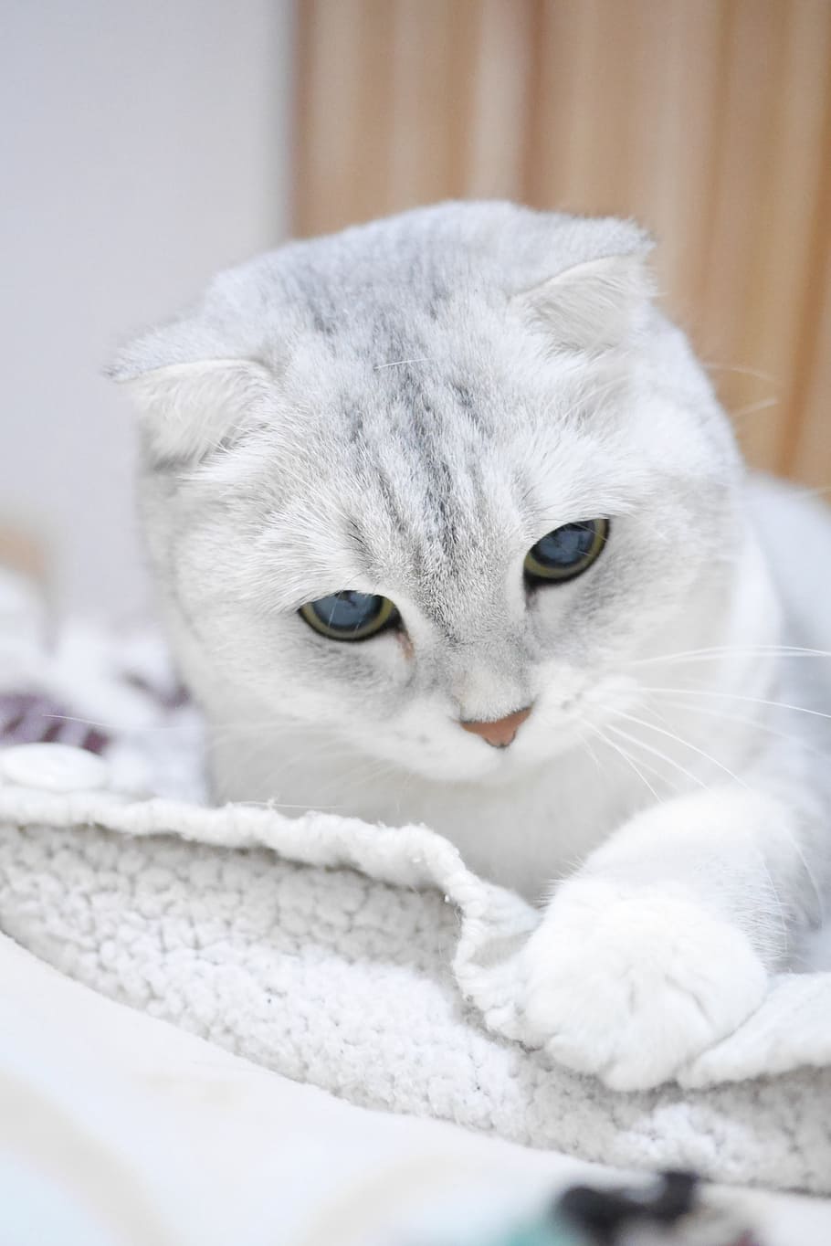 closeup photo of short-fur white kitten on white textile inside white painted wall room