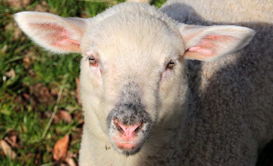 sheep, lamb, white, schäfchen, animals, spring, sweet, outdoor HD wallpaper