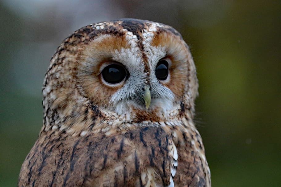 closeup photography of brown and black owl, selective focus, brown owl