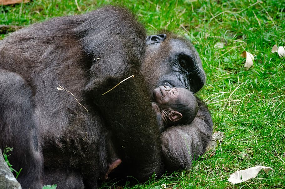 Gorilla and baby sleeping, ape, baby gorilla, photos, great apes, HD wallpaper