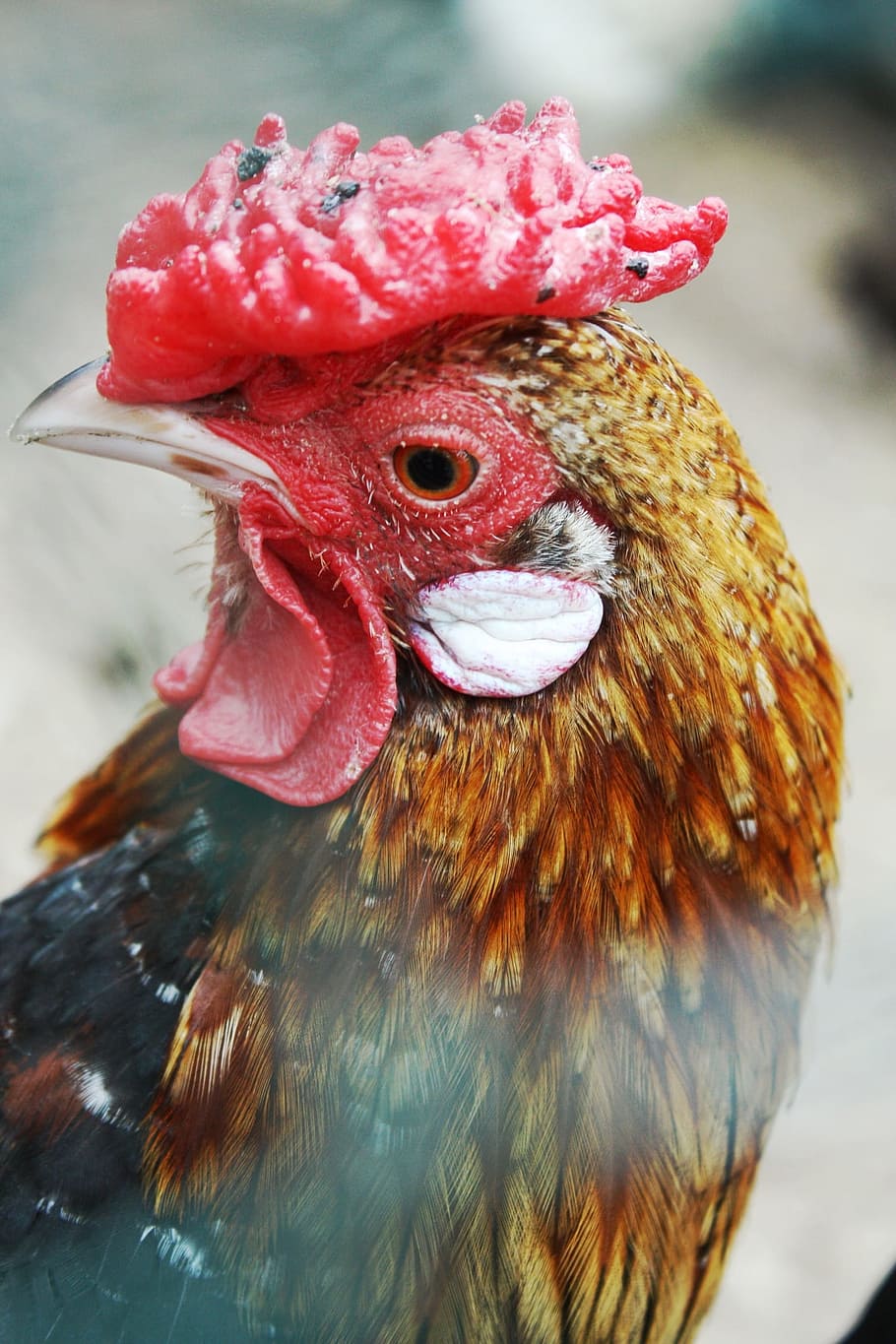 Domestic Hen, Cock, the hen, poultry, domestic fowl, chicken coop