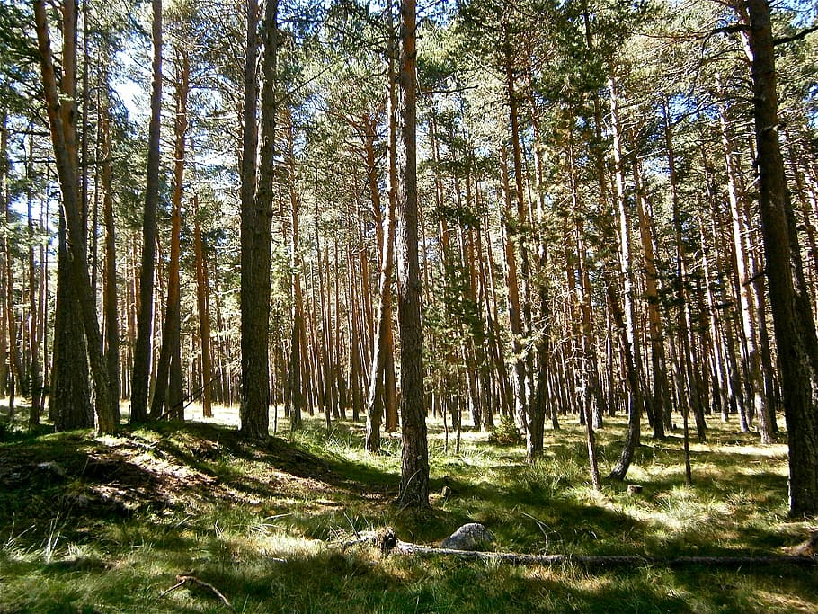 landscape, forest, pine, tree, autumn, nature, plant, tranquility HD wallpaper