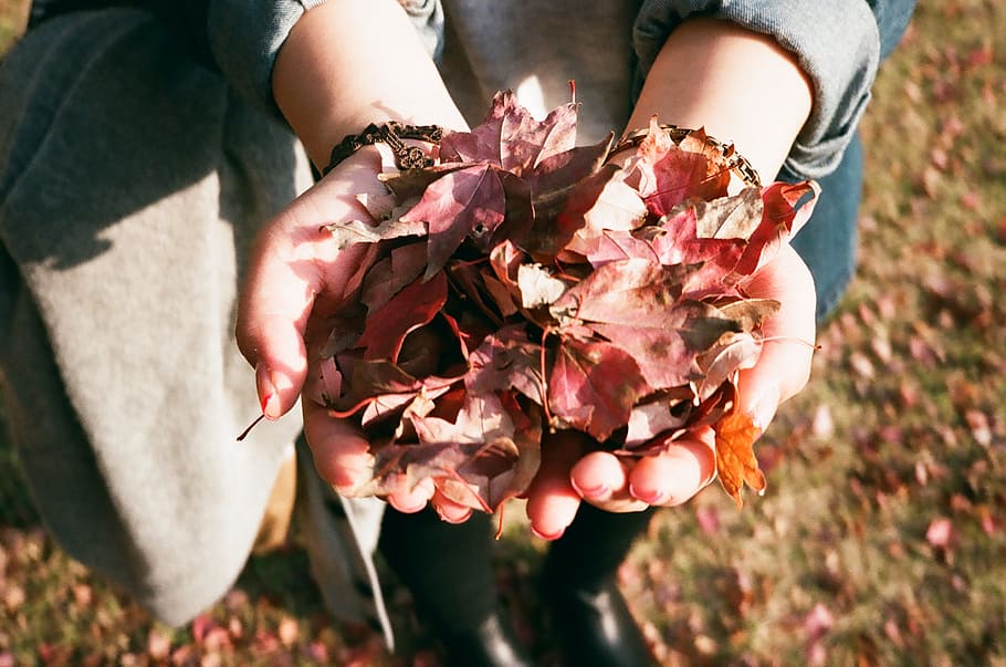leaves, hands, autumn, fall, nature, plant, one person, flower HD wallpaper