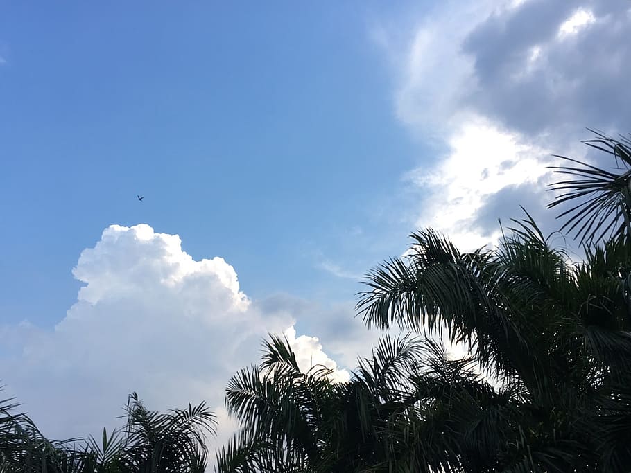 sky, clouds, blue, nature, tree, cloud - sky, palm tree, tropical climate HD wallpaper